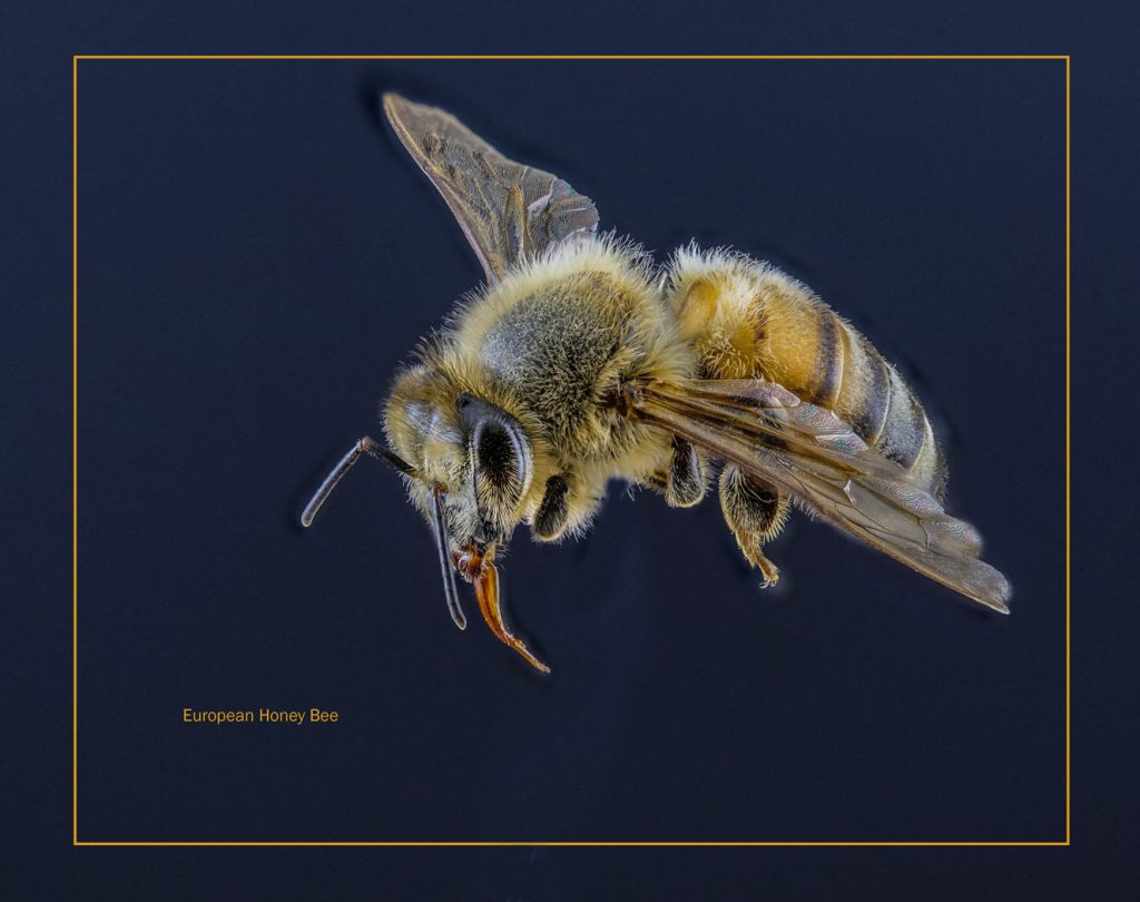 European Honey Bee - Neal Thompson